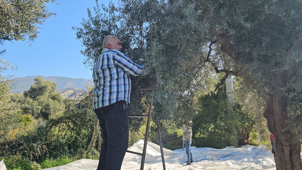 Aydın'da Zeytin Hasadı Sürüyor (2)