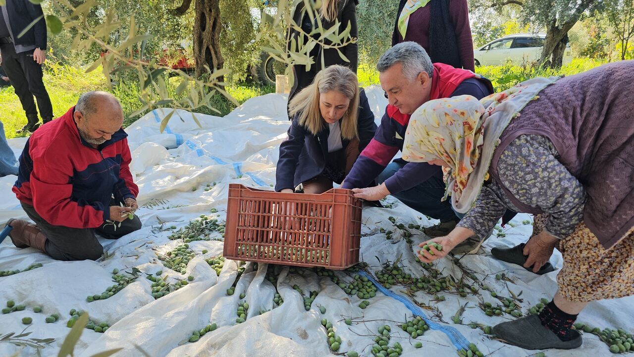 Aydın'da Zeytin Hasadı Sürüyor (6)