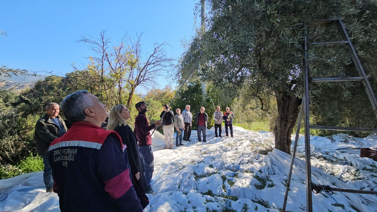 Aydın'da Zeytin Hasadı Sürüyor (7)