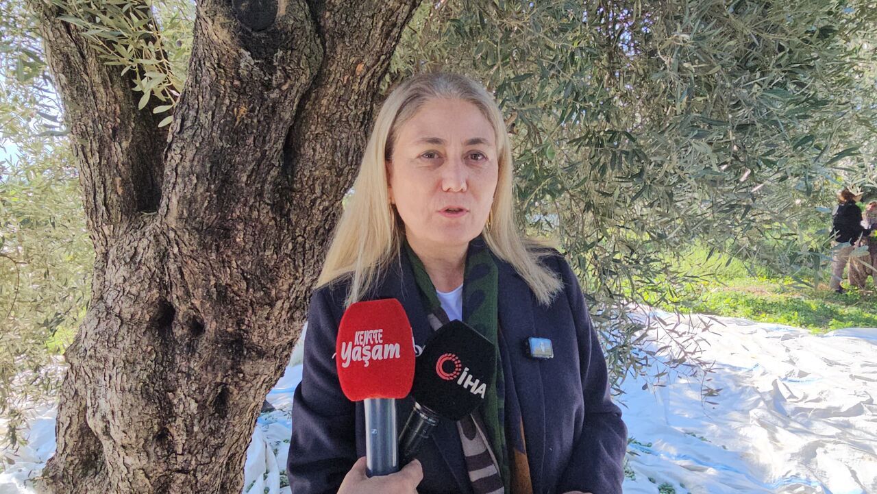 Aydın'da Zeytin Hasadı Sürüyor (9)