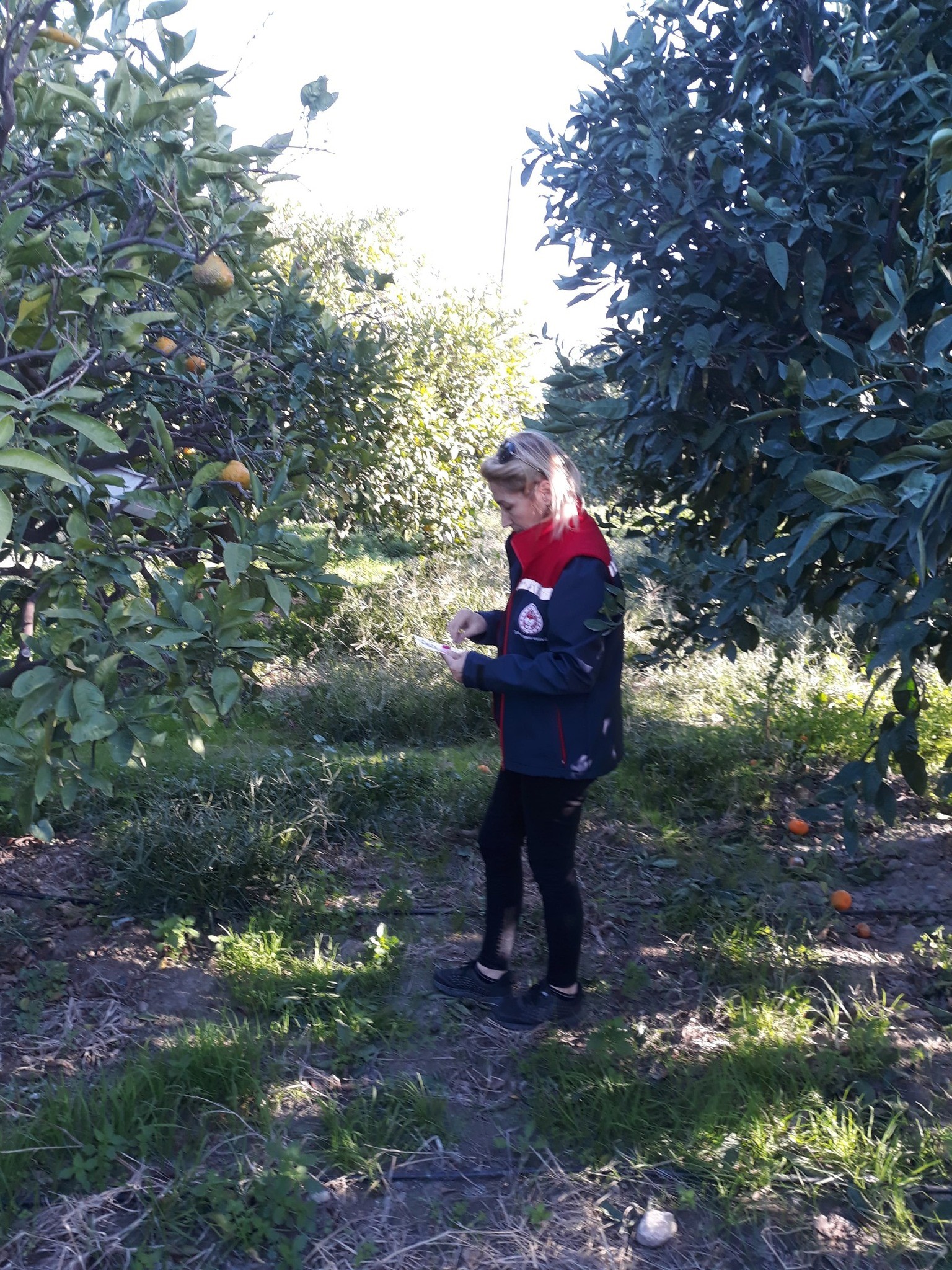 Aydın’da Zeytin Sineği Kabusu (1)