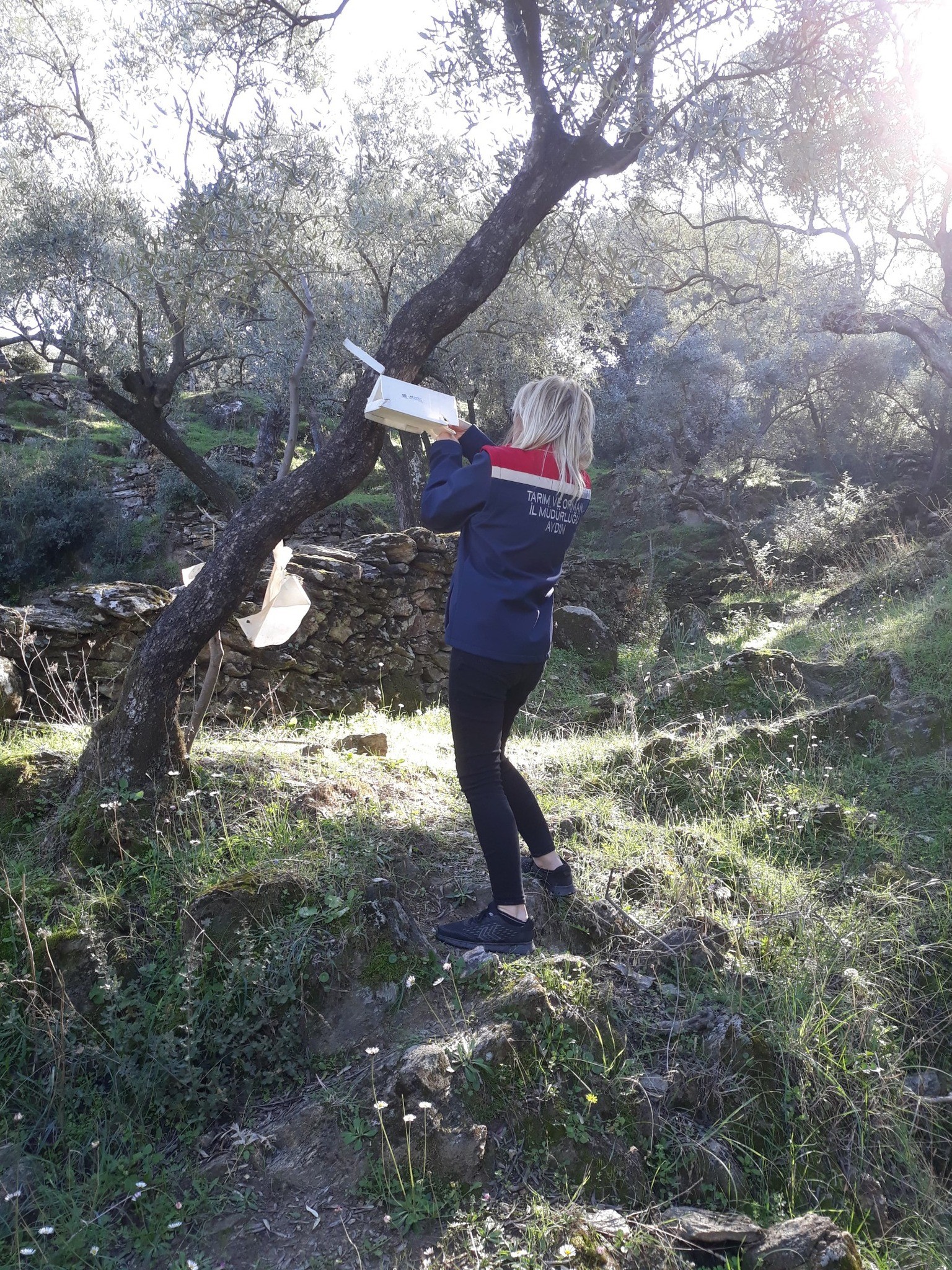 Aydın’da Zeytin Sineği Kabusu (4)