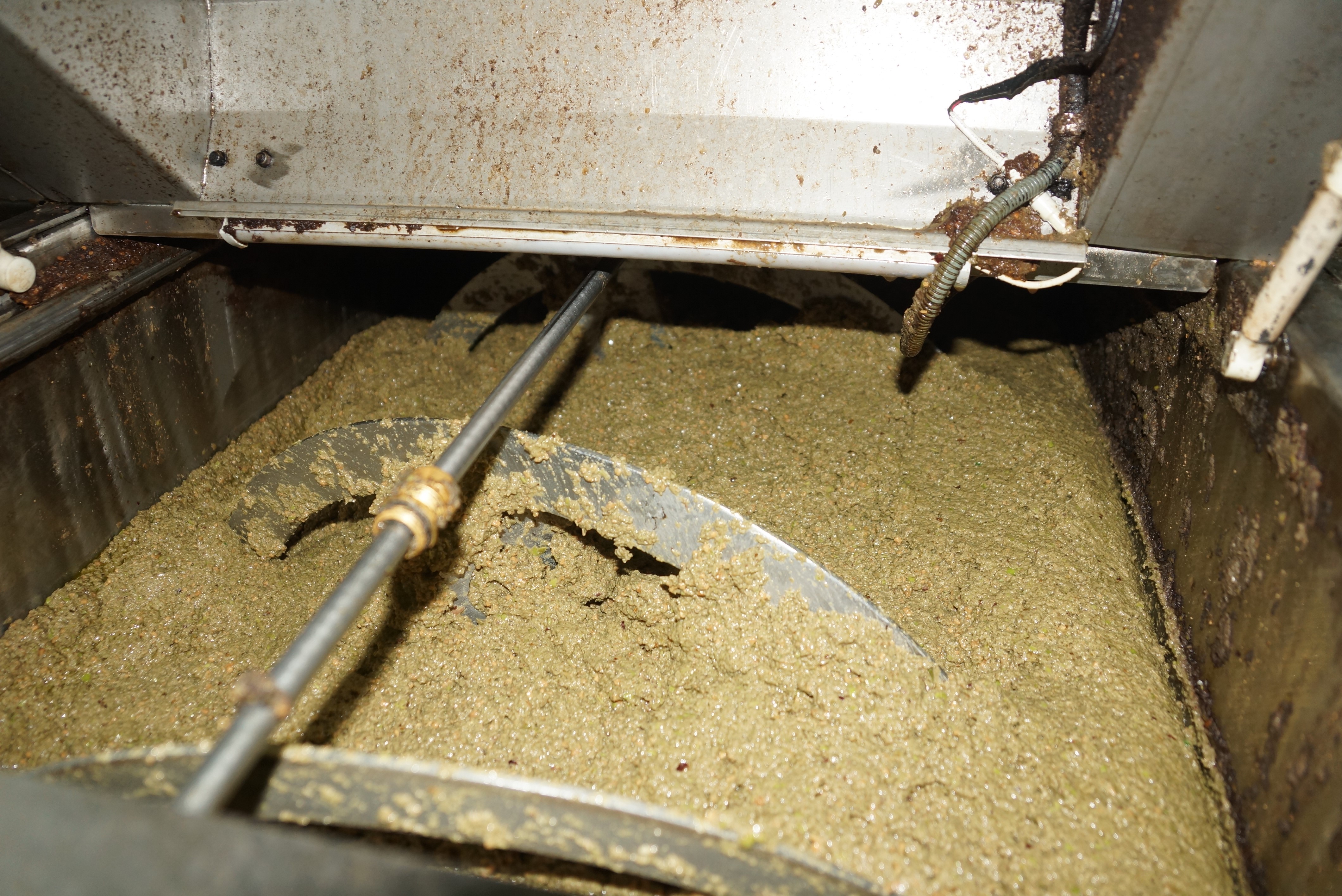 Aydın’da Zeytinin Yağa Dönüşümü Başladı (3)