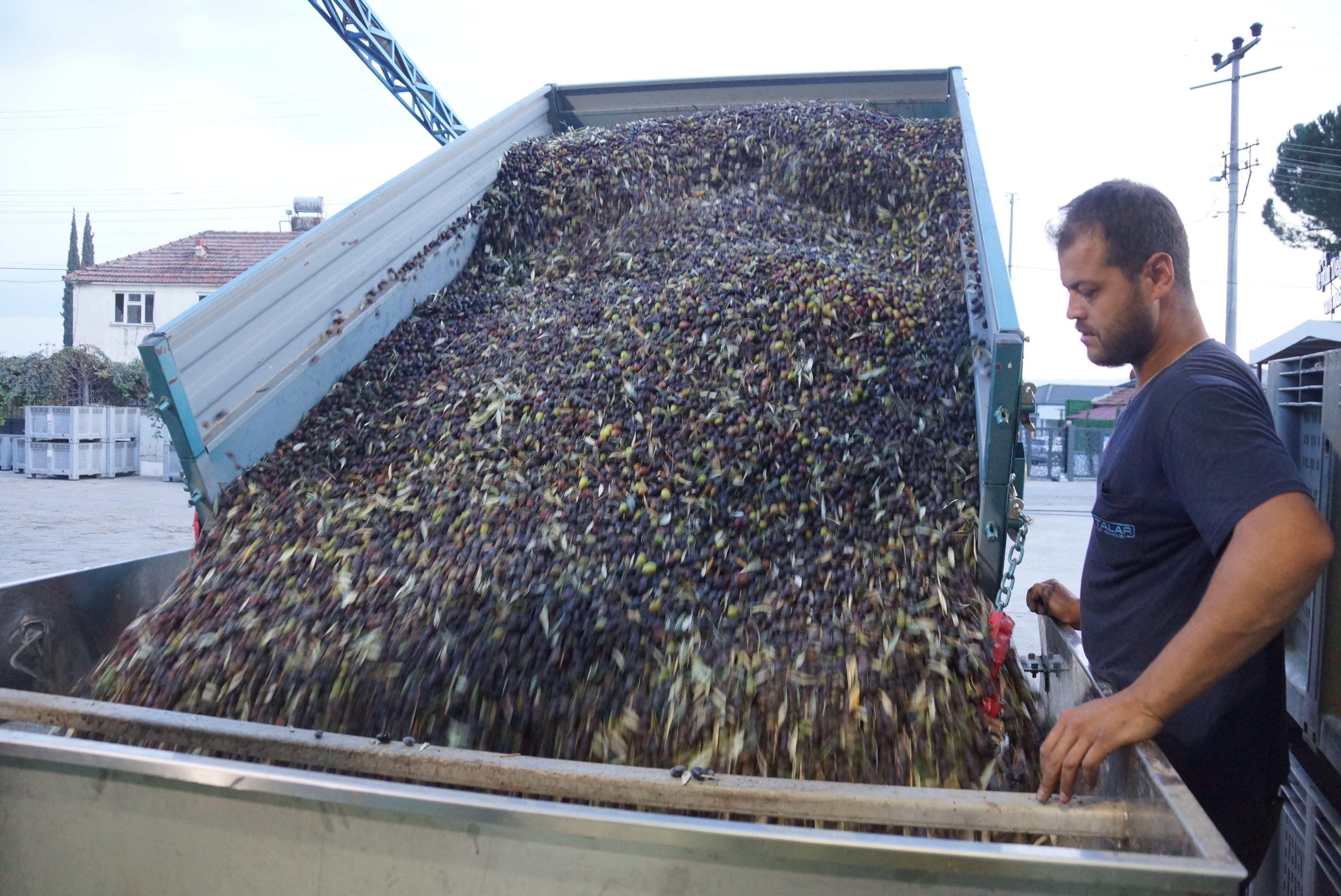 Aydın’da Zeytinin Yağa Dönüşümü Başladı (5)