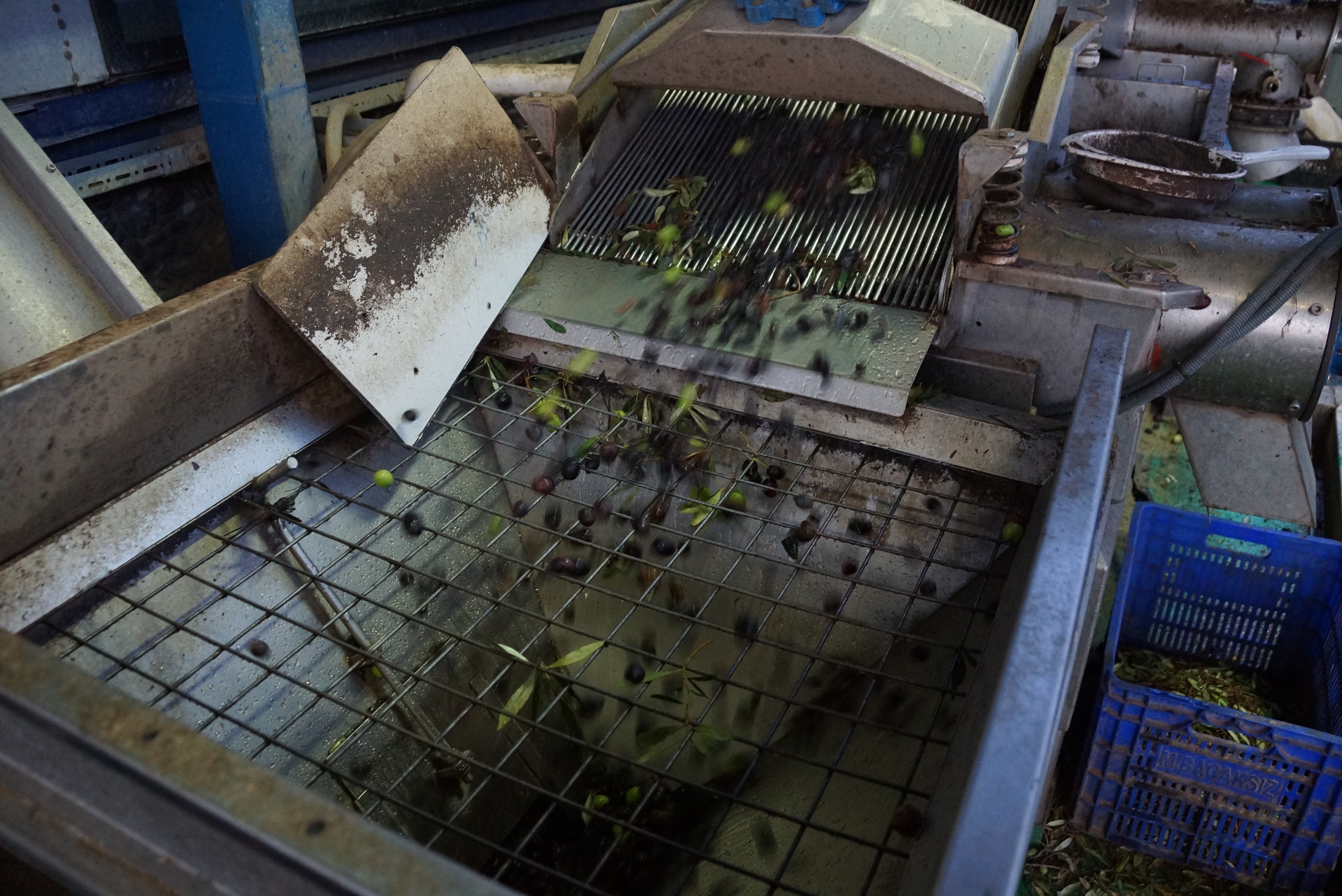 Aydın’da Zeytinin Yağa Dönüşümü Başladı (6)