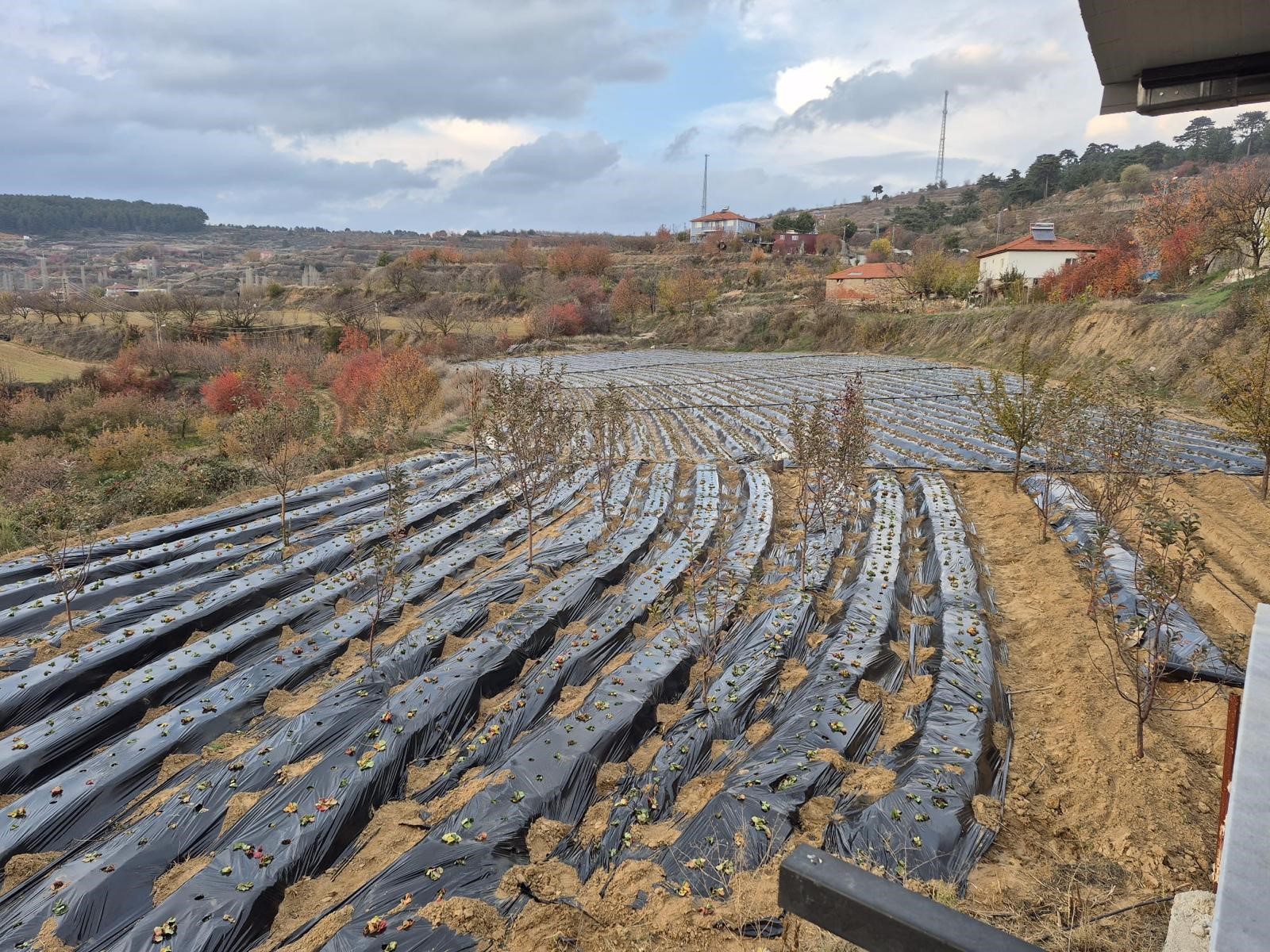 Çilek Üreticileri Tarlaya Indi (3)
