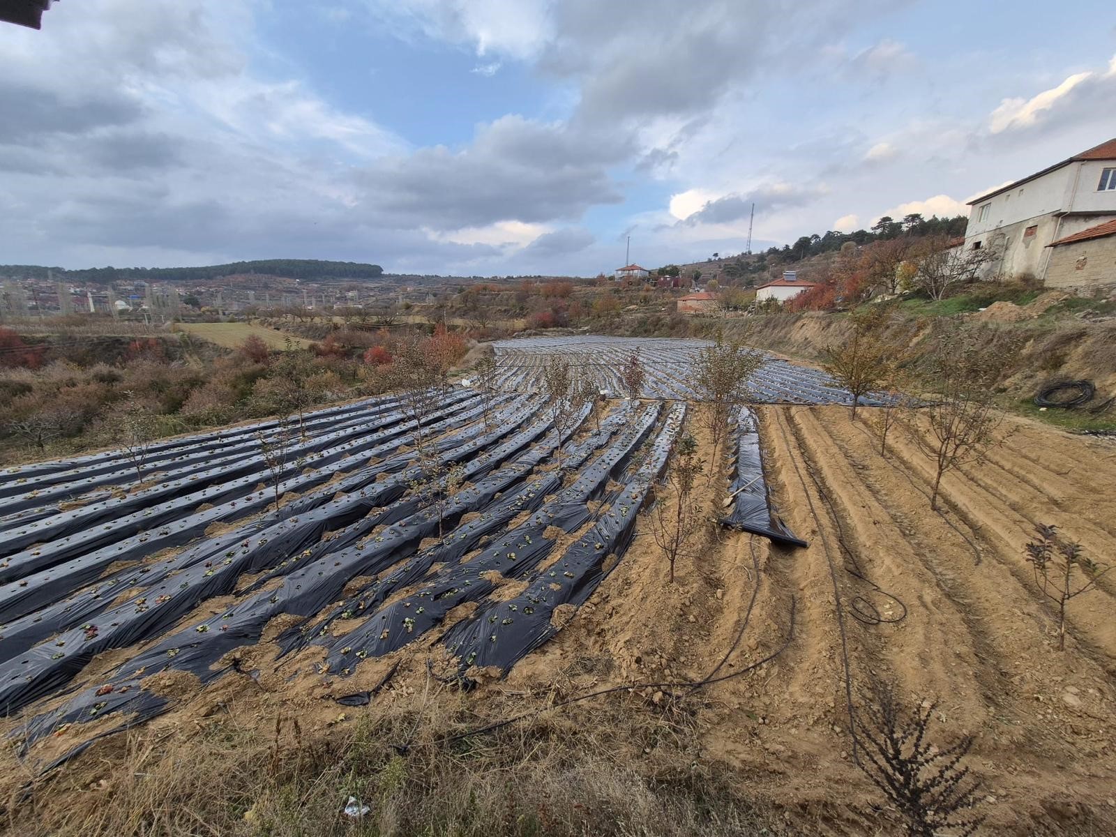 Çilek Üreticileri Tarlaya Indi (4)