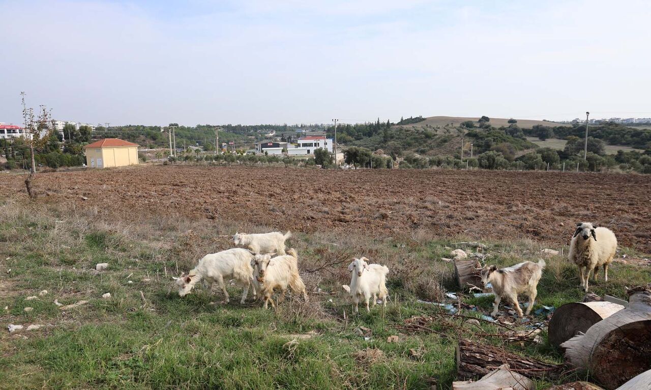Çorum’dan Aydın’a Geldi, Keçi Beslemeye Başladı (6)