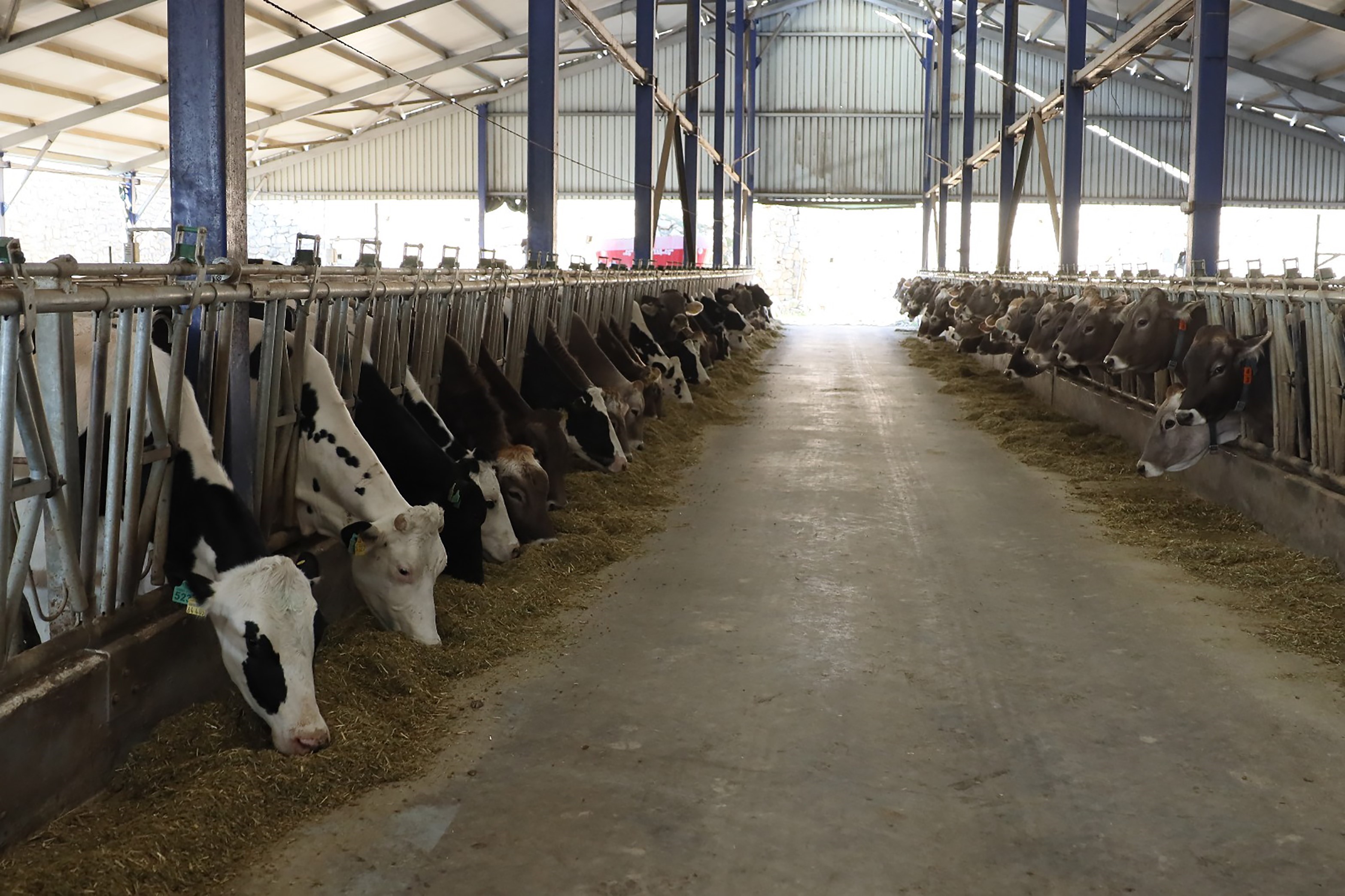 Hastalık Yayılıyor, Ekiplerin Mücadelesi Devam Ediyor (4)