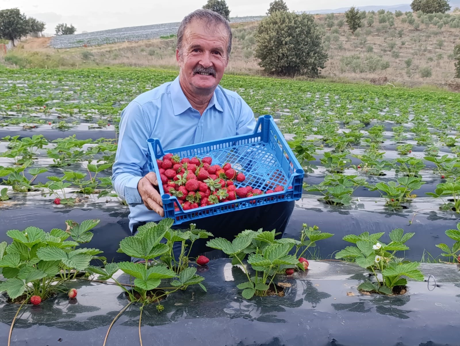Kasım Ayında Çilek Bereketi (2)