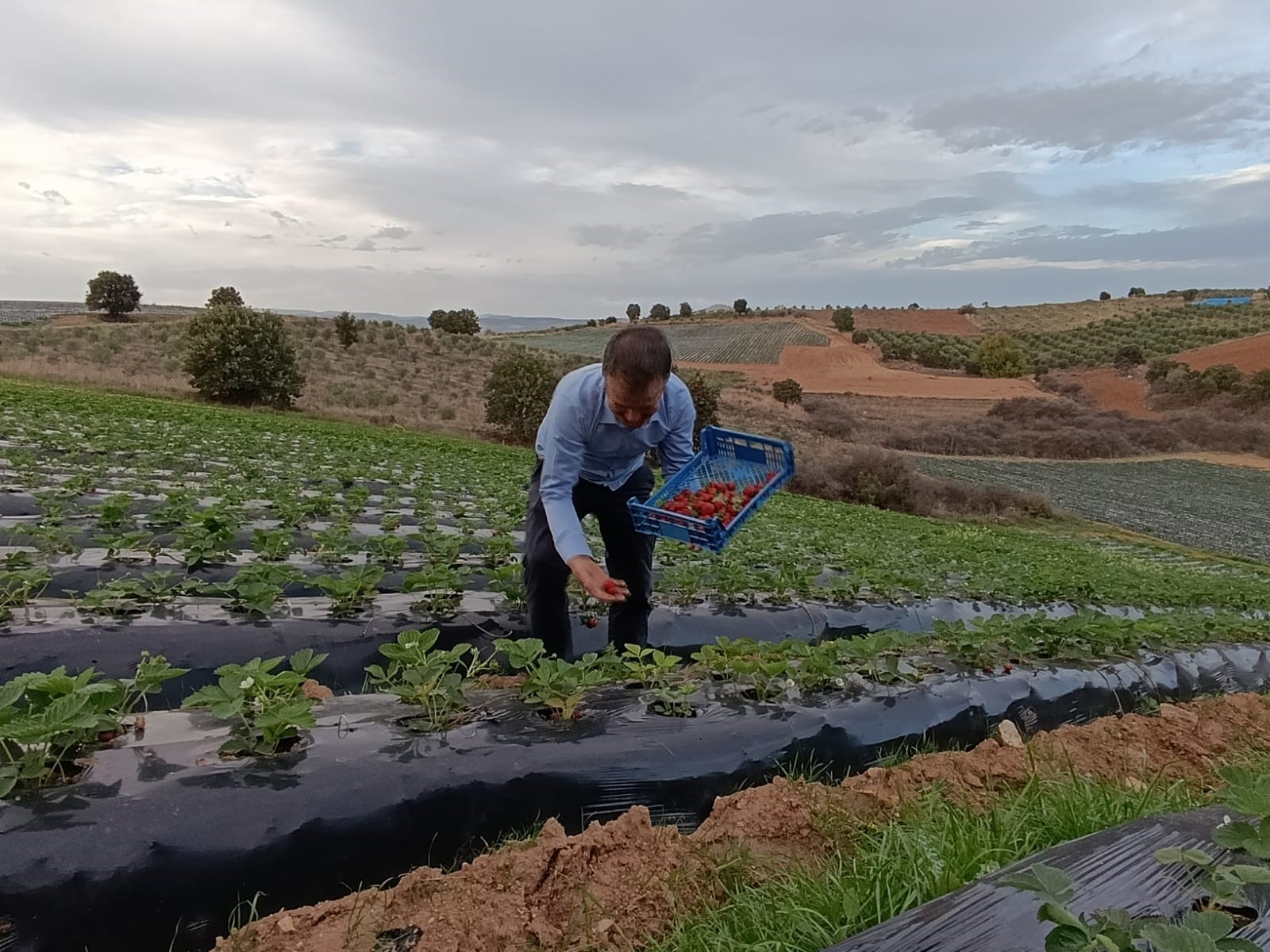 Kasım Ayında Çilek Bereketi (3)