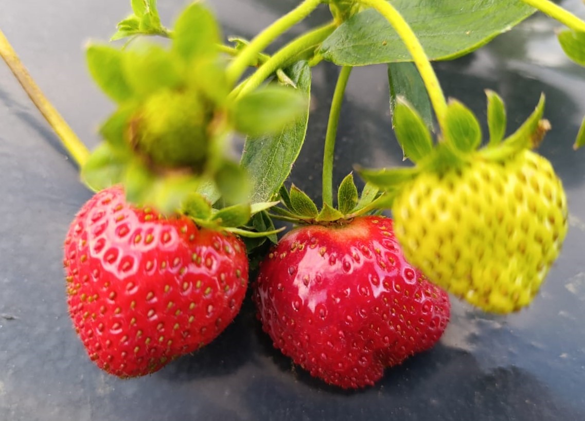 Kasım Ayında Çilek Bereketi (4)