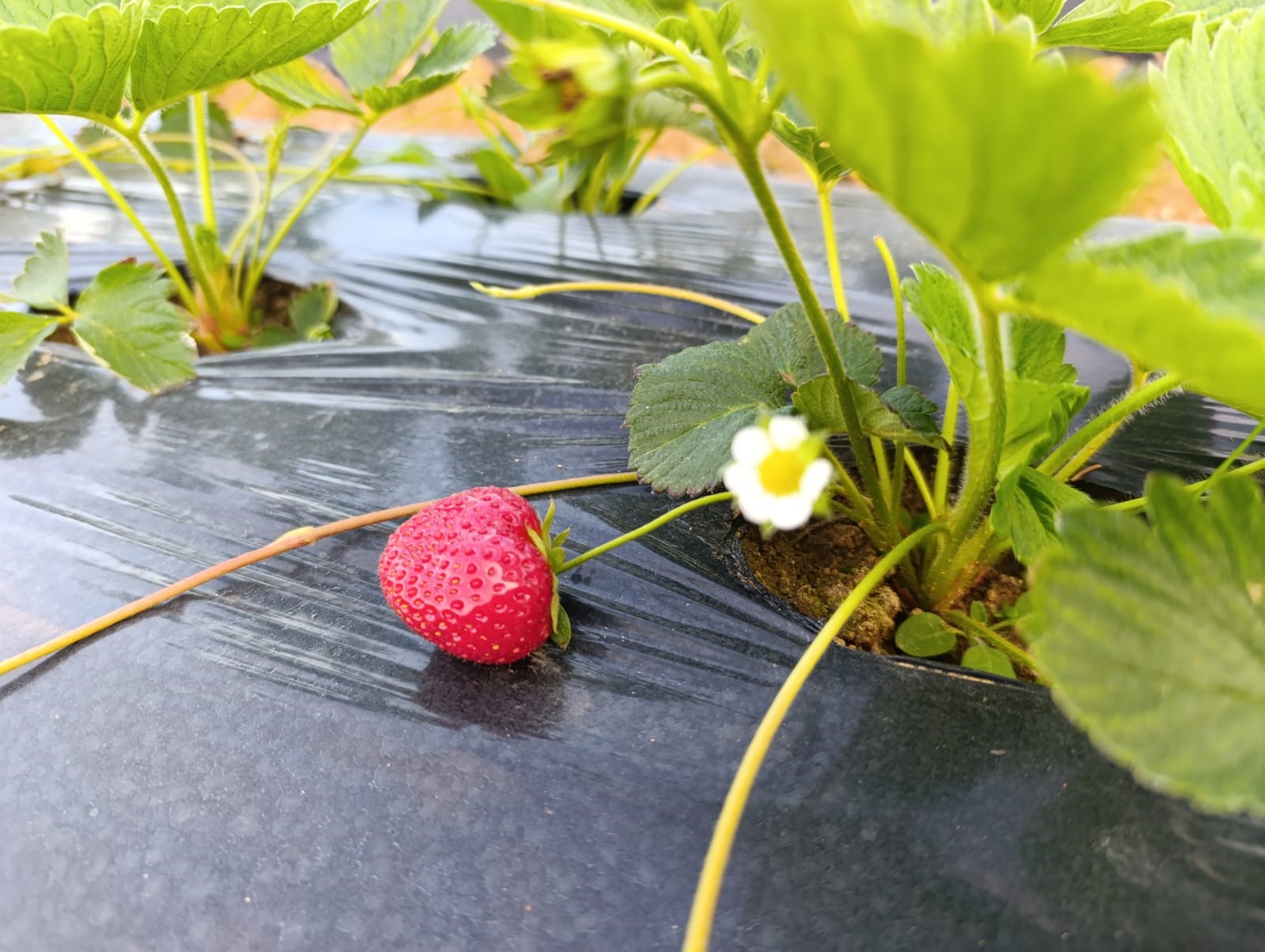 Kasım Ayında Çilek Bereketi (5)