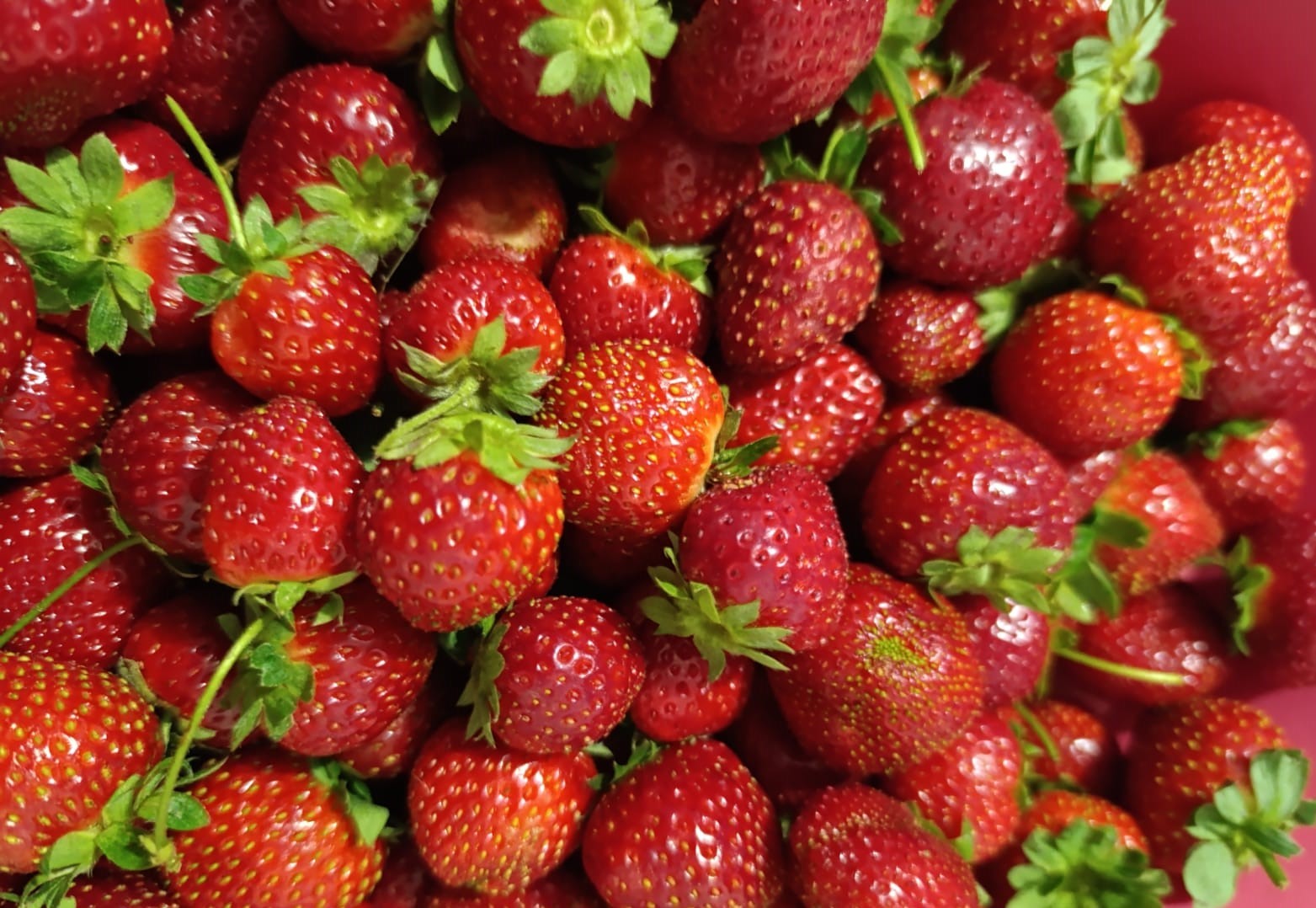 Kasım Ayında Çilek Bereketi (6)