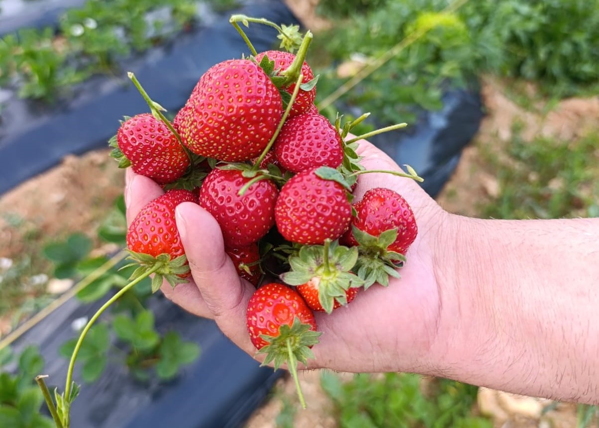 Kasım Ayında Çilek Bereketi (7)