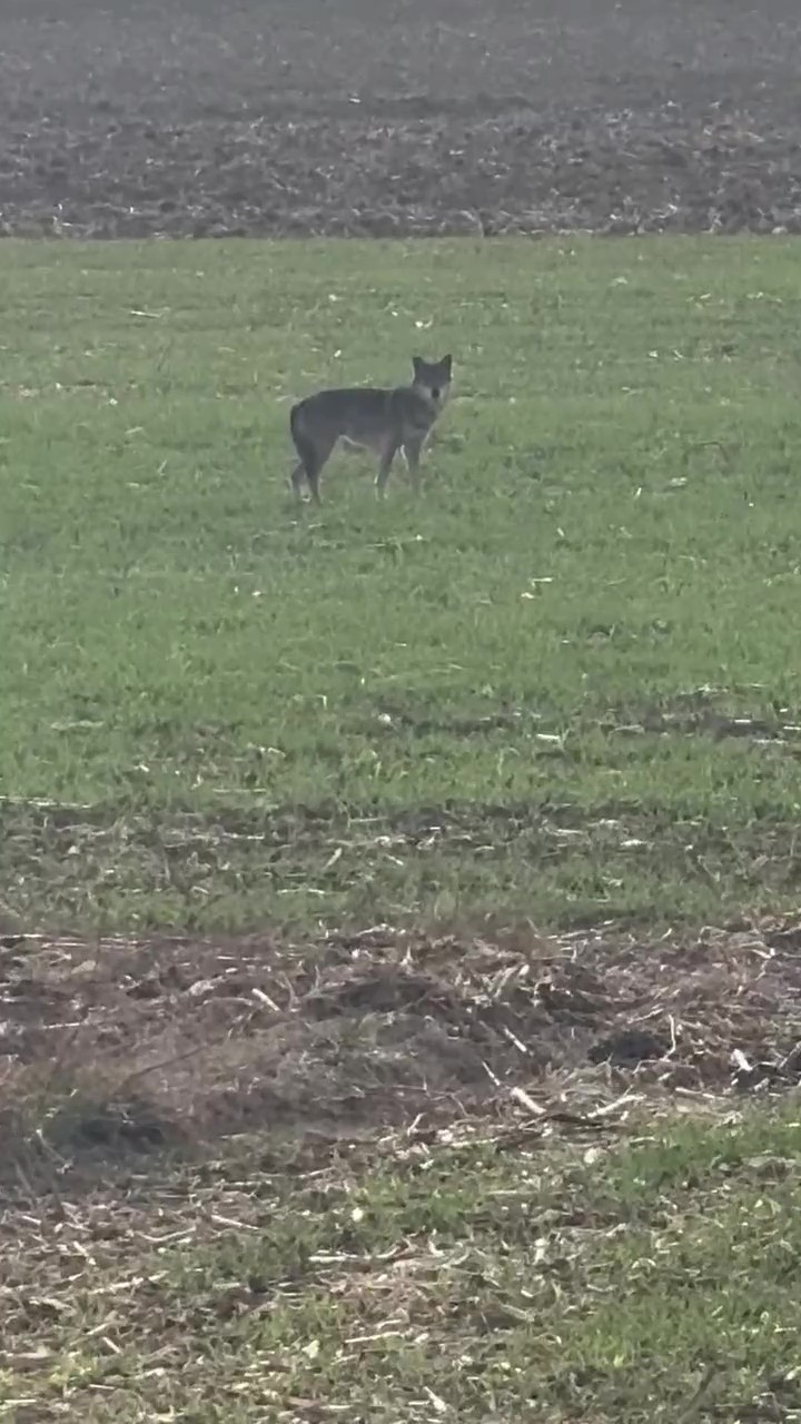 Köyü Kurtlar Bastı (2)