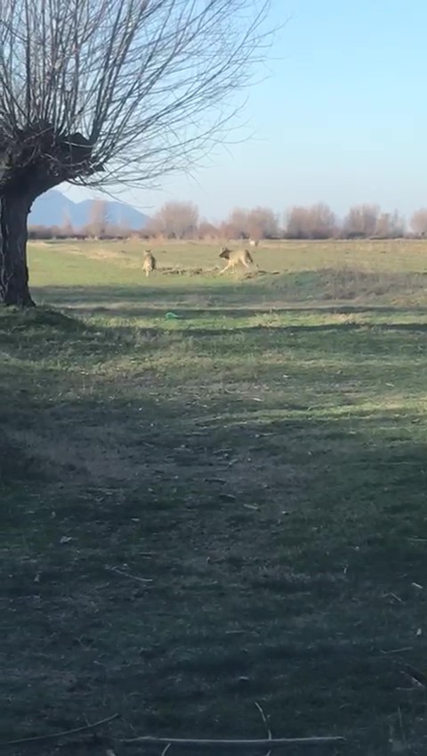 Köyü Kurtlar Bastı (3)