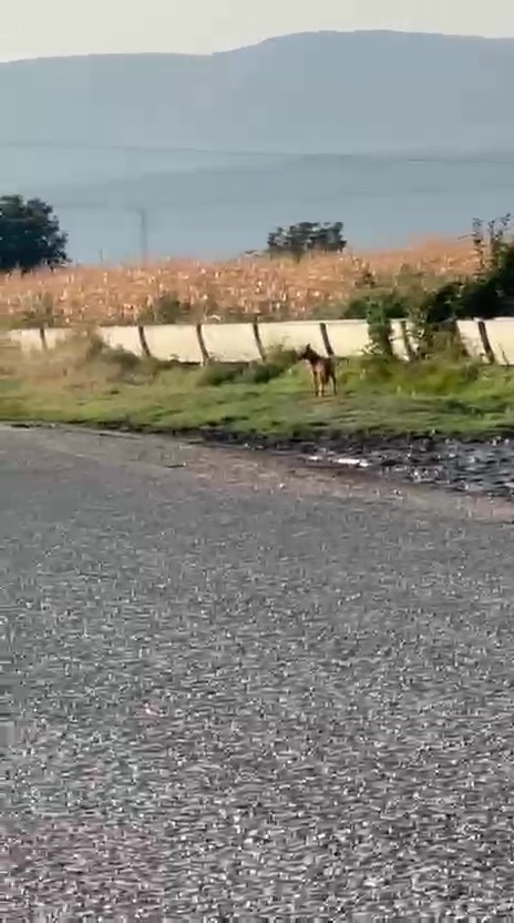 Köyü Kurtlar Bastı (4)