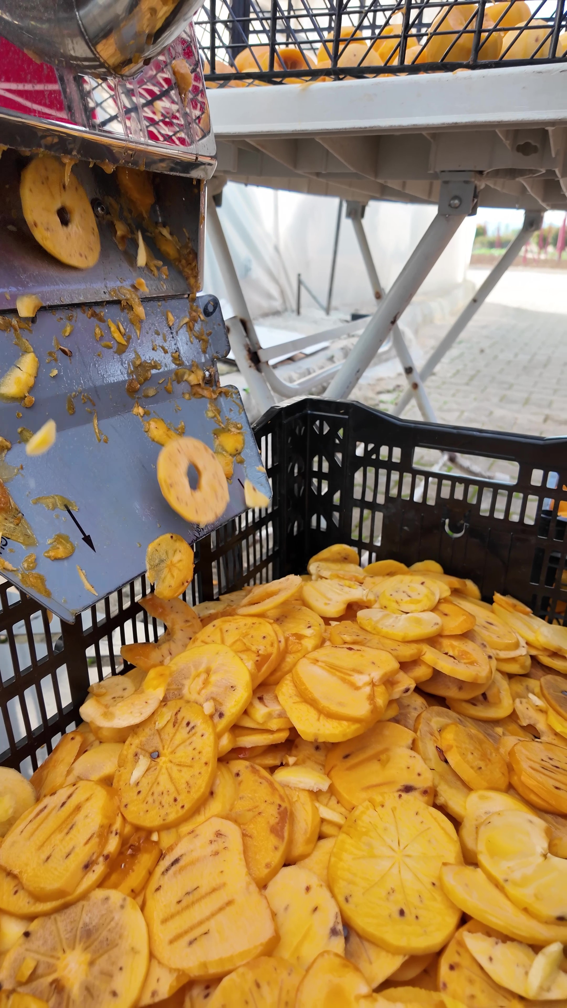 Meşhur Cennet Hurmasını Böyle Denediniz Mi (6)