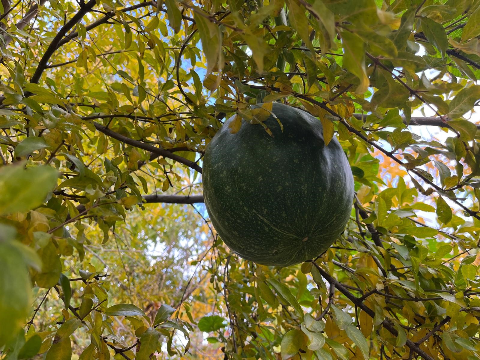 Nar Ağacının Tepesinden Kabak Çıktı (2)