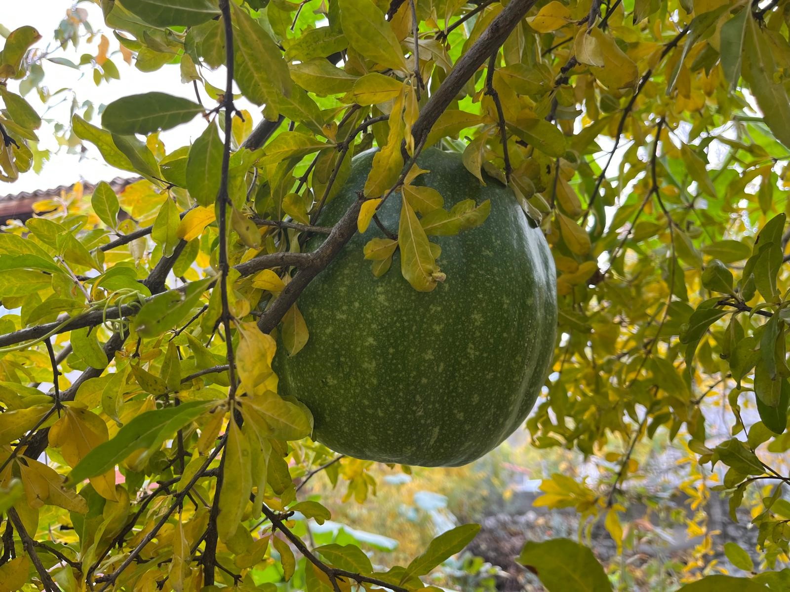 Nar Ağacının Tepesinden Kabak Çıktı (4)