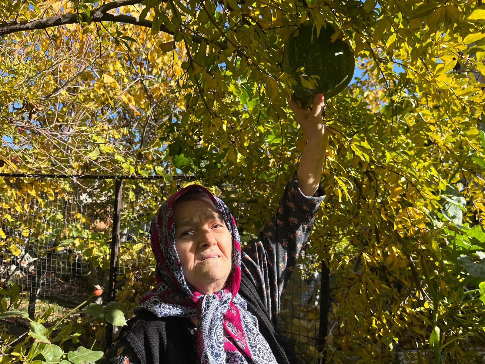 Nar Ağacının Tepesinden Kabak Çıktı (6)