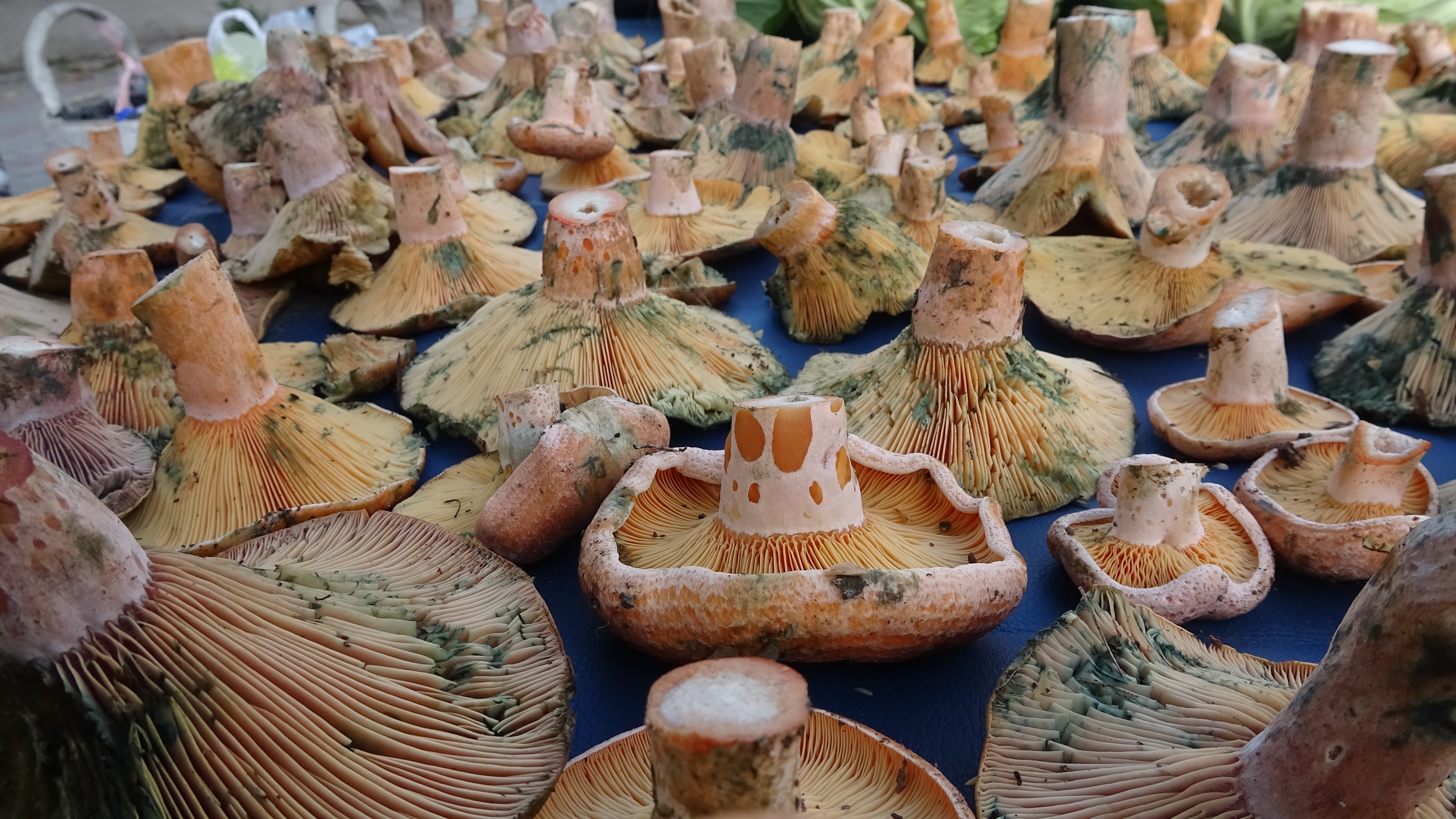 Pazar Tezgahlarında Melki Bereketi (4)