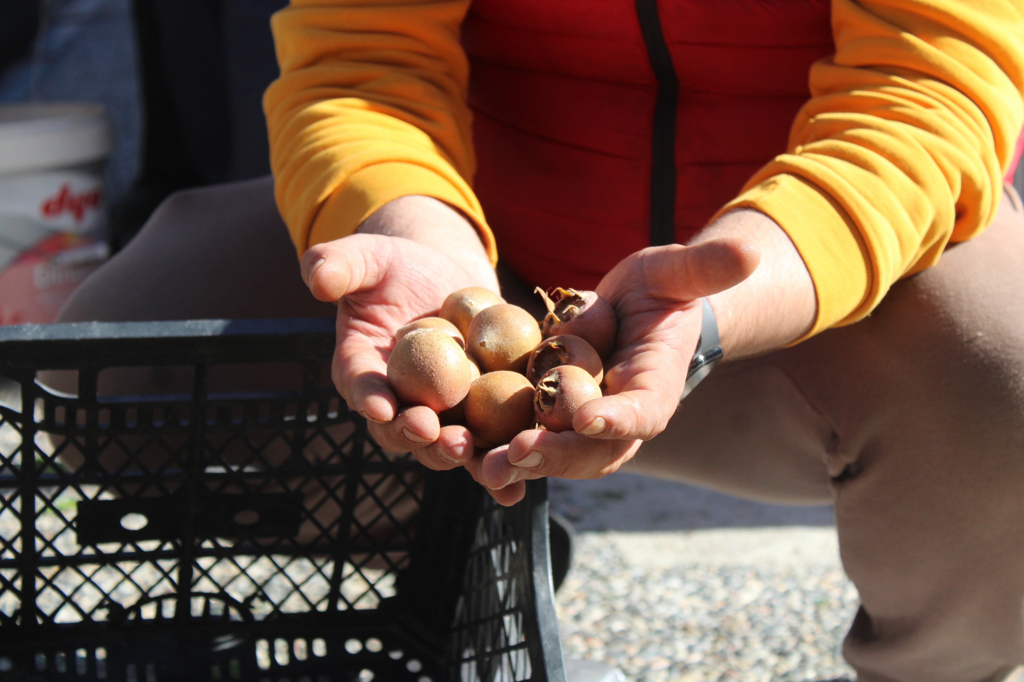 Tam Bir Şifa Deposu..! Aydın’ın Dağlarında Yetişiyor (3)