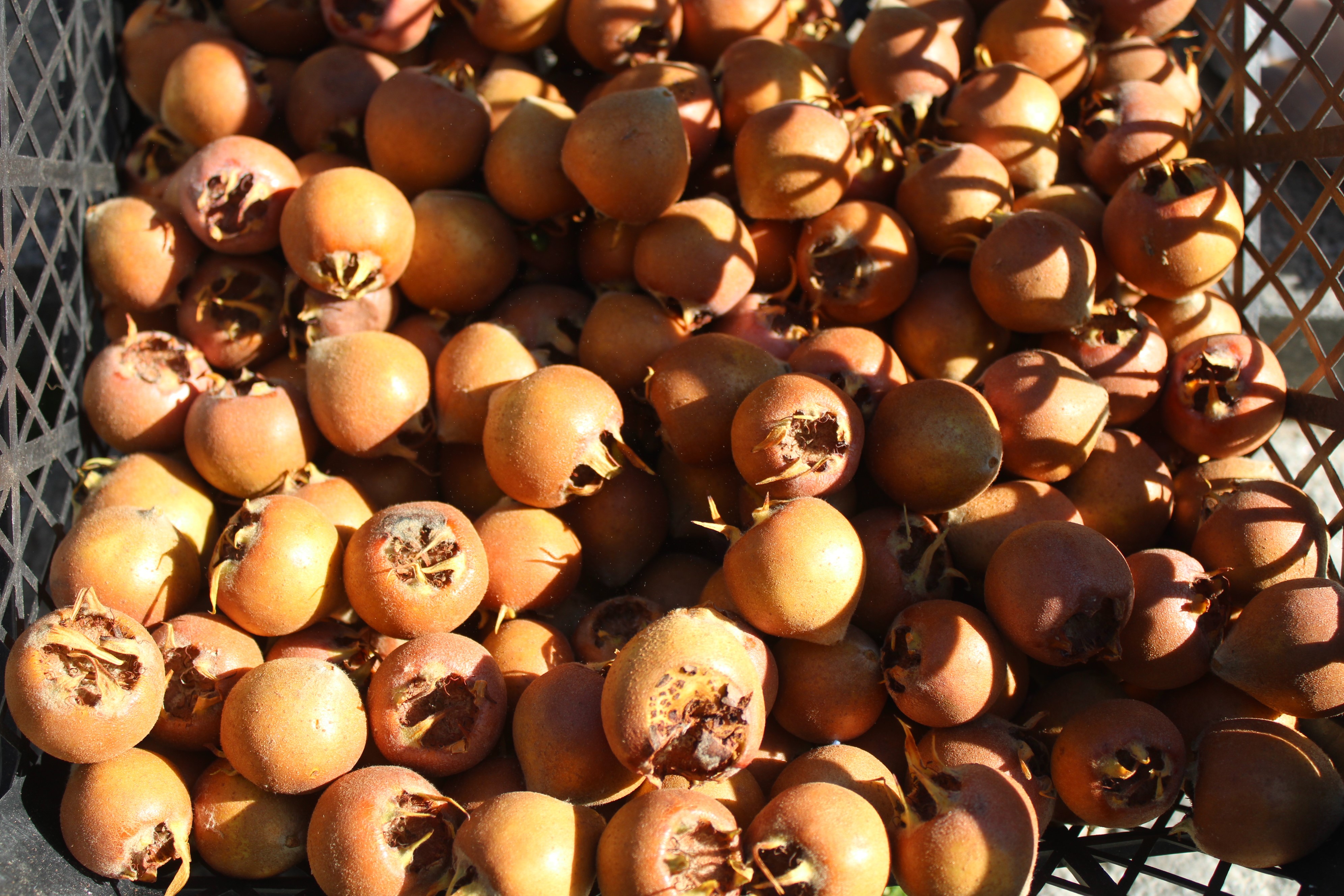 Tam Bir Şifa Deposu..! Aydın’ın Dağlarında Yetişiyor (5)