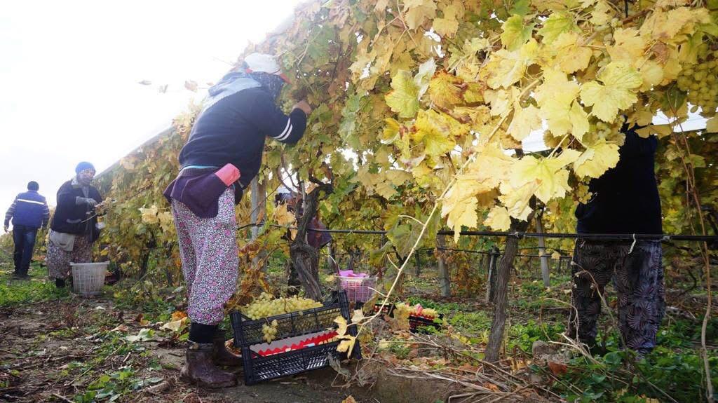 Üzüm Fiyatları Belli Oldu, Bakalım Tezgaha Kaç Liradan Çıkacak (2)