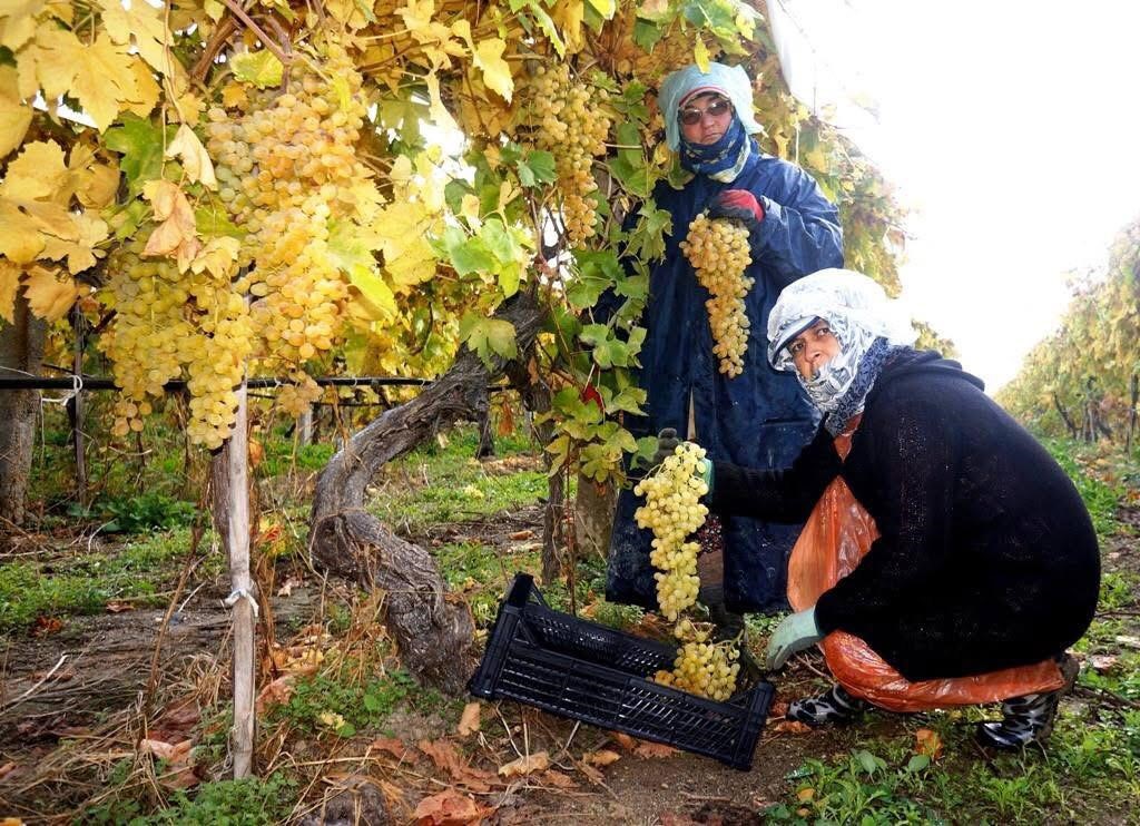 Üzüm Fiyatları Belli Oldu, Bakalım Tezgaha Kaç Liradan Çıkacak (3)