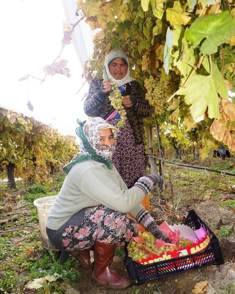 Üzüm Fiyatları Belli Oldu, Bakalım Tezgaha Kaç Liradan Çıkacak (4)