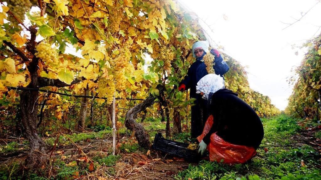 Üzüm Fiyatları Belli Oldu, Bakalım Tezgaha Kaç Liradan Çıkacak (5)