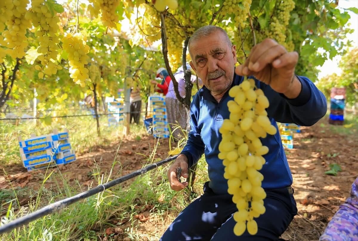 Üzüm Fiyatları Dibe Vurdu (2)
