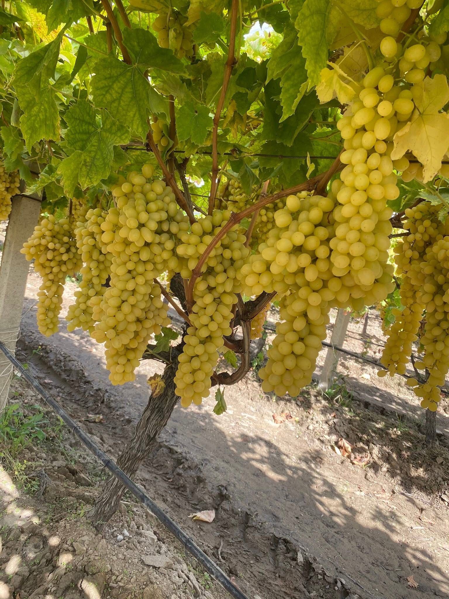 Üzüm Fiyatları Dibe Vurdu (4)