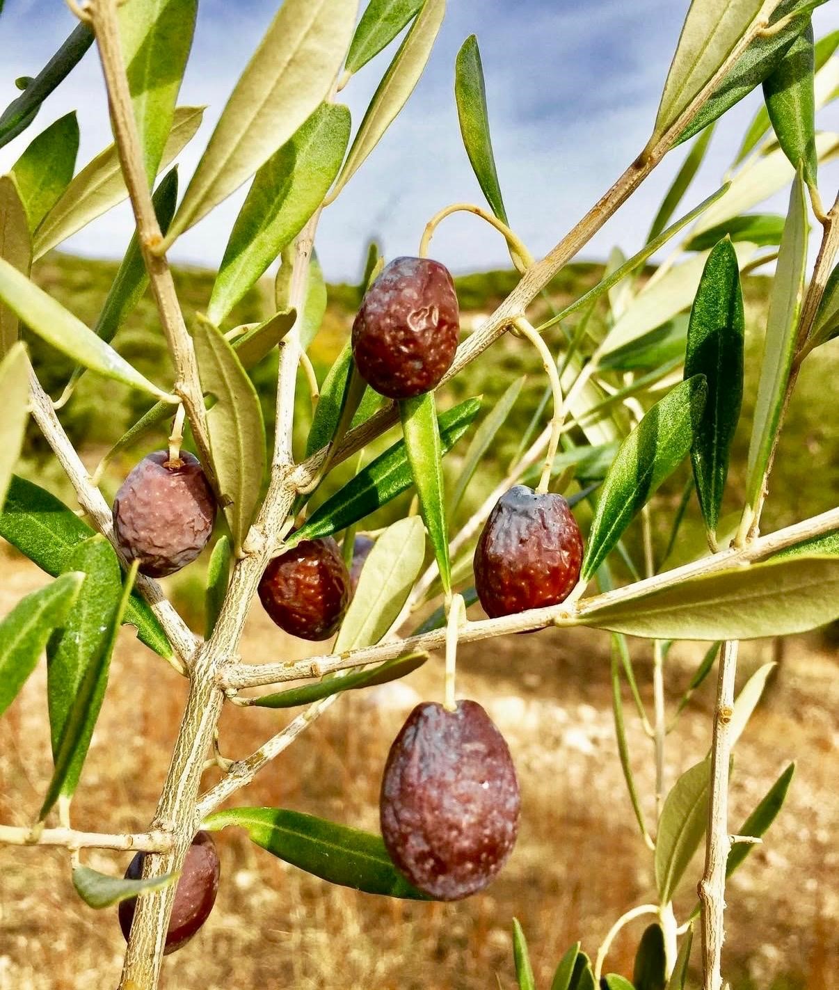 Zeytinin En Doğal Hali.. Furma Zeytini Hasadı Başladı (2)