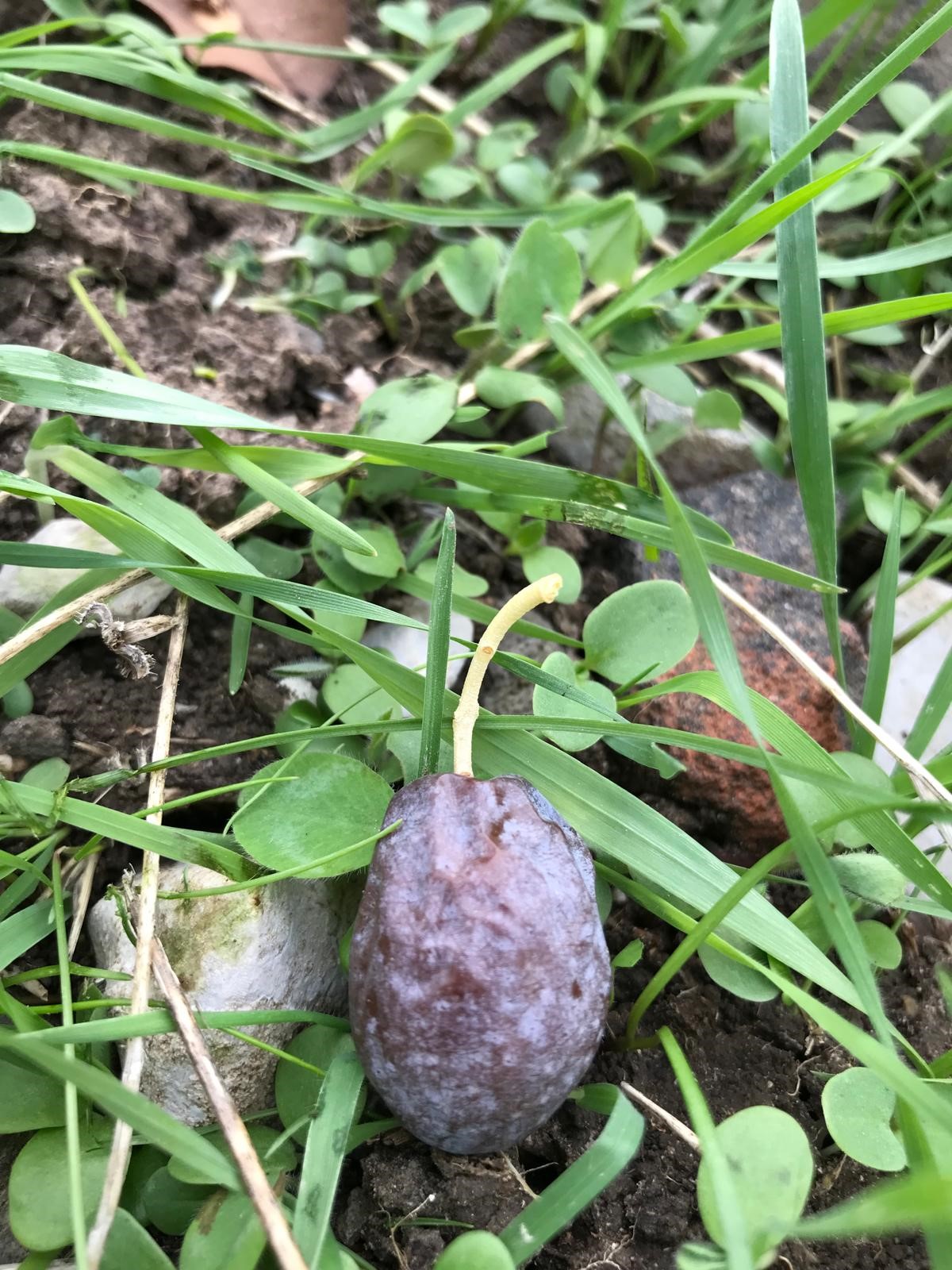 Zeytinin En Doğal Hali.. Furma Zeytini Hasadı Başladı (4)