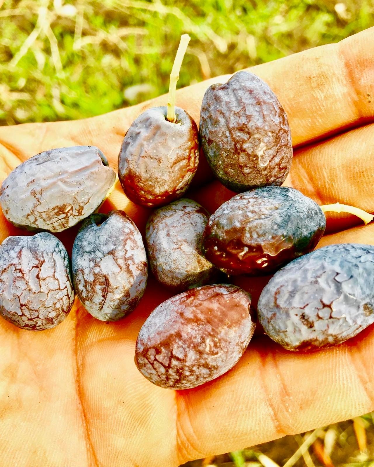 Zeytinin En Doğal Hali.. Furma Zeytini Hasadı Başladı (6)