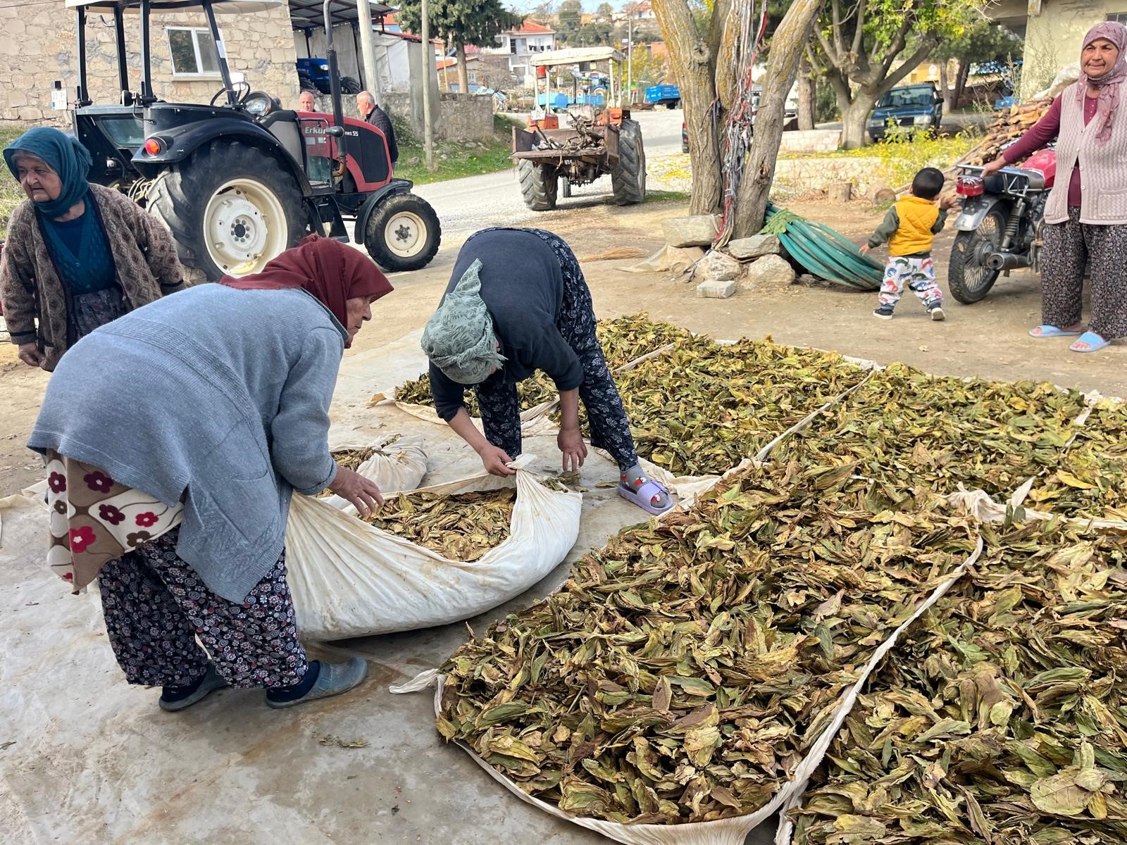 11 Ay Çalıştılar, Hasat Bitti, Satış Başlıyor (2)