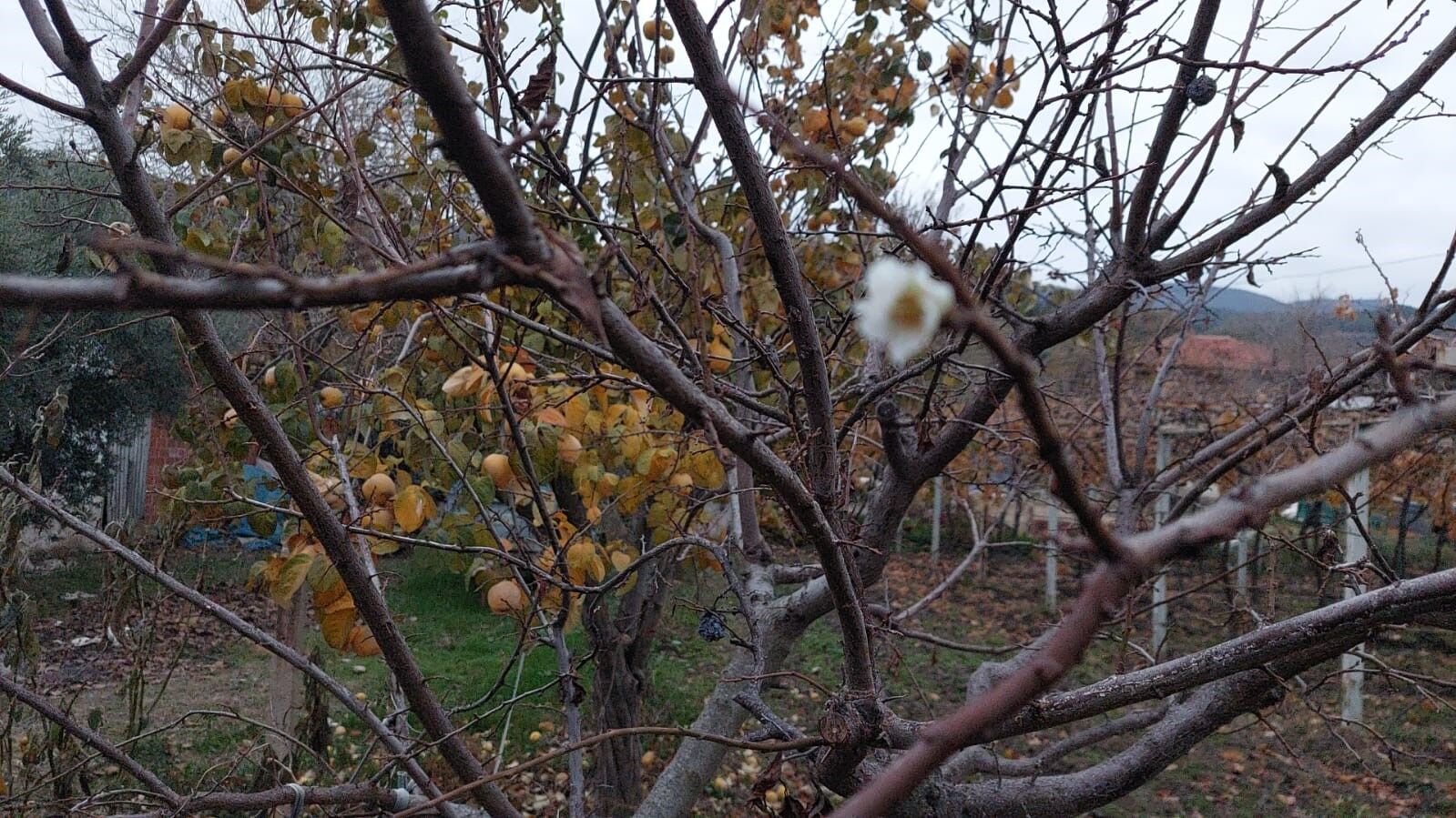 Ağaçlar Da Şaşırdı.. Bu Havada Çiçek Açtı (3)