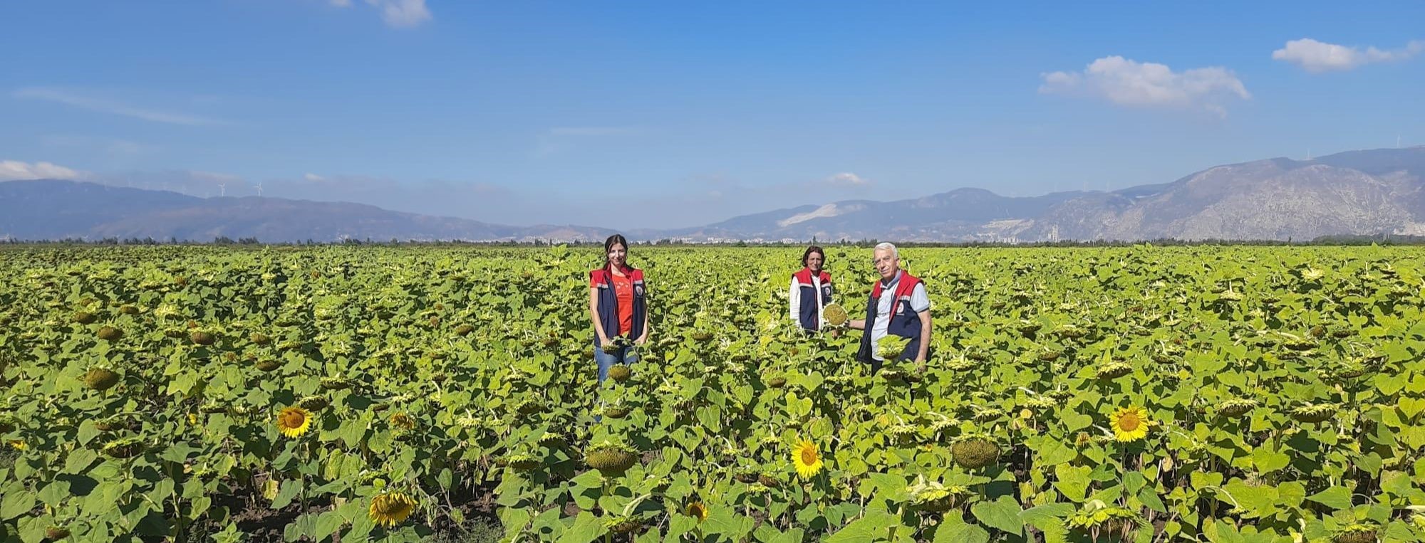 Aydın’da Ayçiçeği Tohumu Dağıtılacak (2)