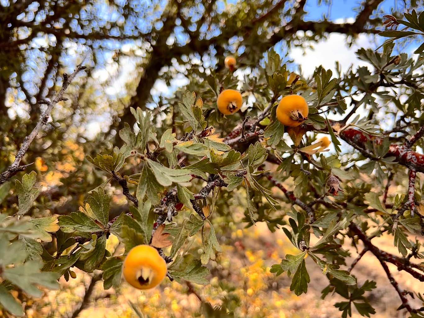 Aydın’da Bu Meyveye Ilgi Büyük (2)-1