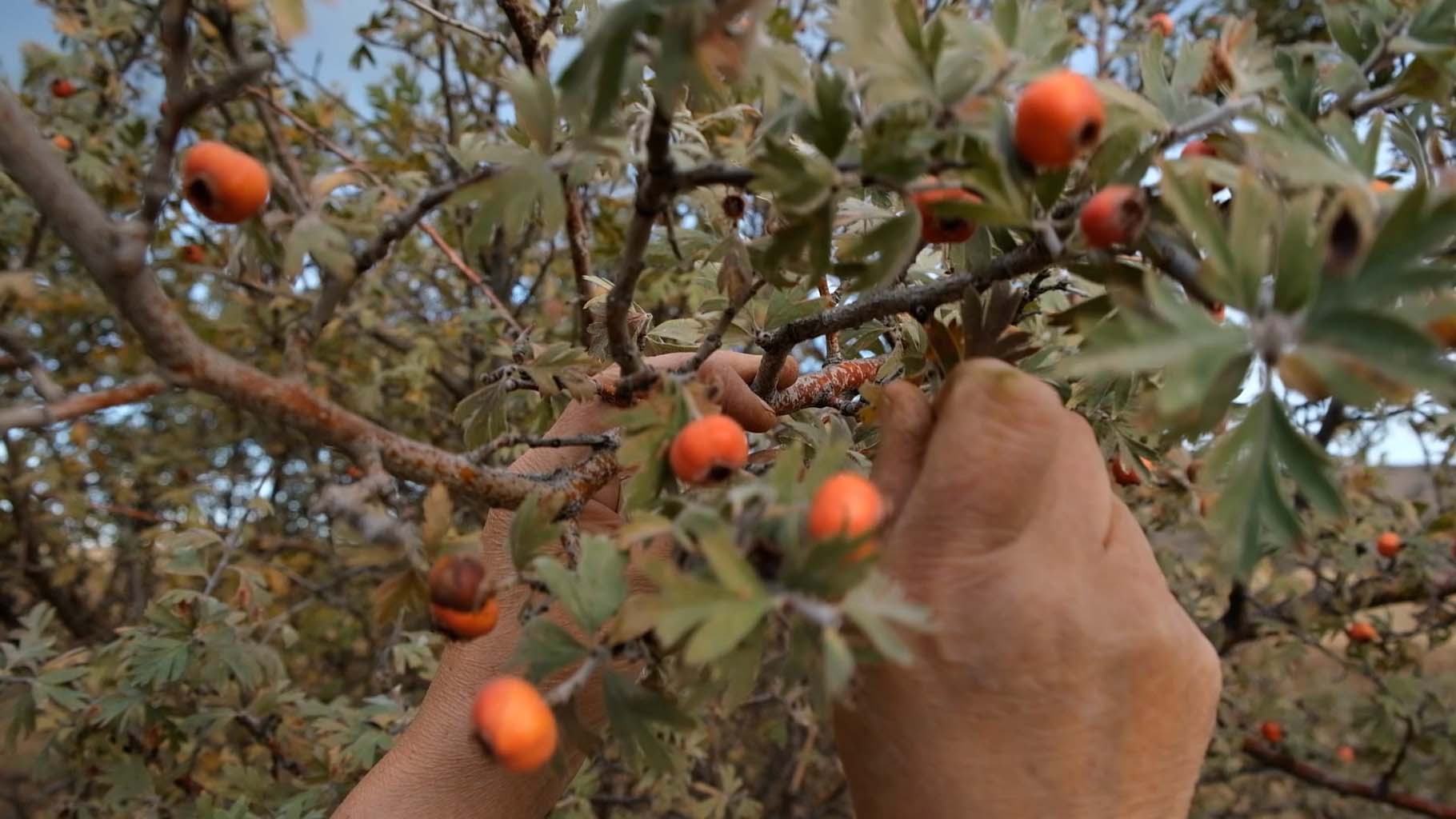 Aydın’da Bu Meyveye Ilgi Büyük (6)-1