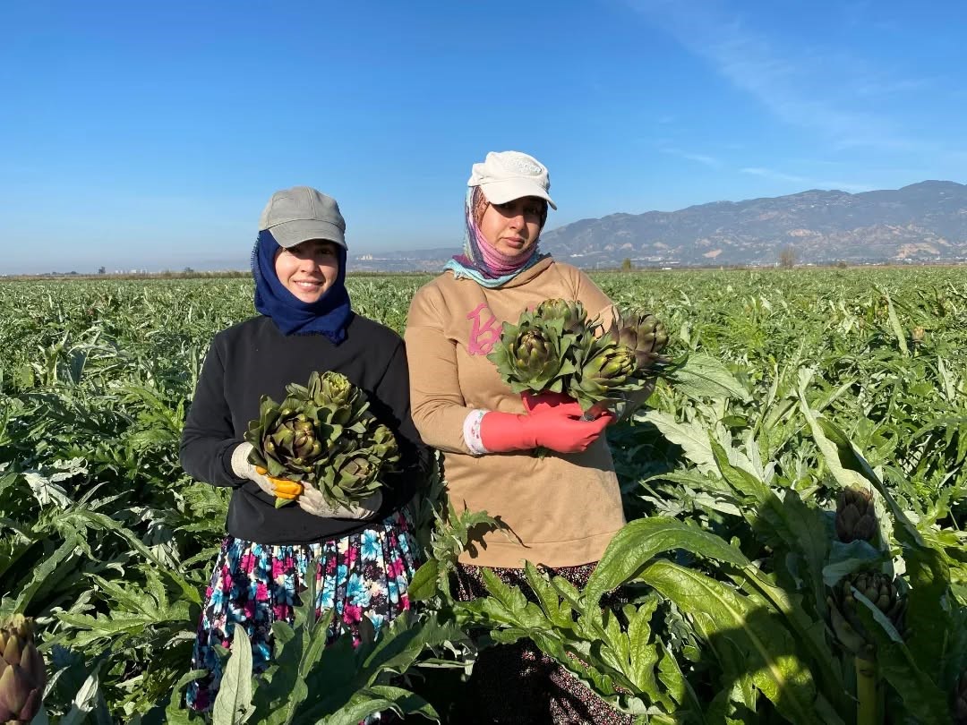 Aydın’da Enginar Hasadı Yapıldı (2)