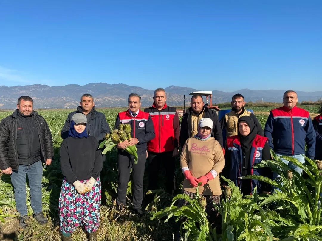 Aydın’da Enginar Hasadı Yapıldı (3)