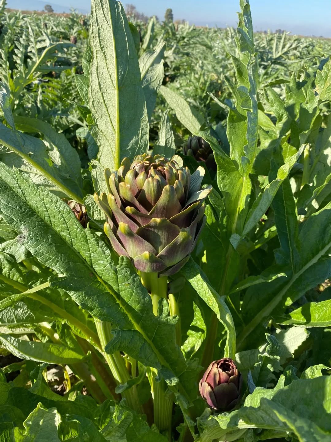 Aydın’da Enginar Hasadı Yapıldı (4)