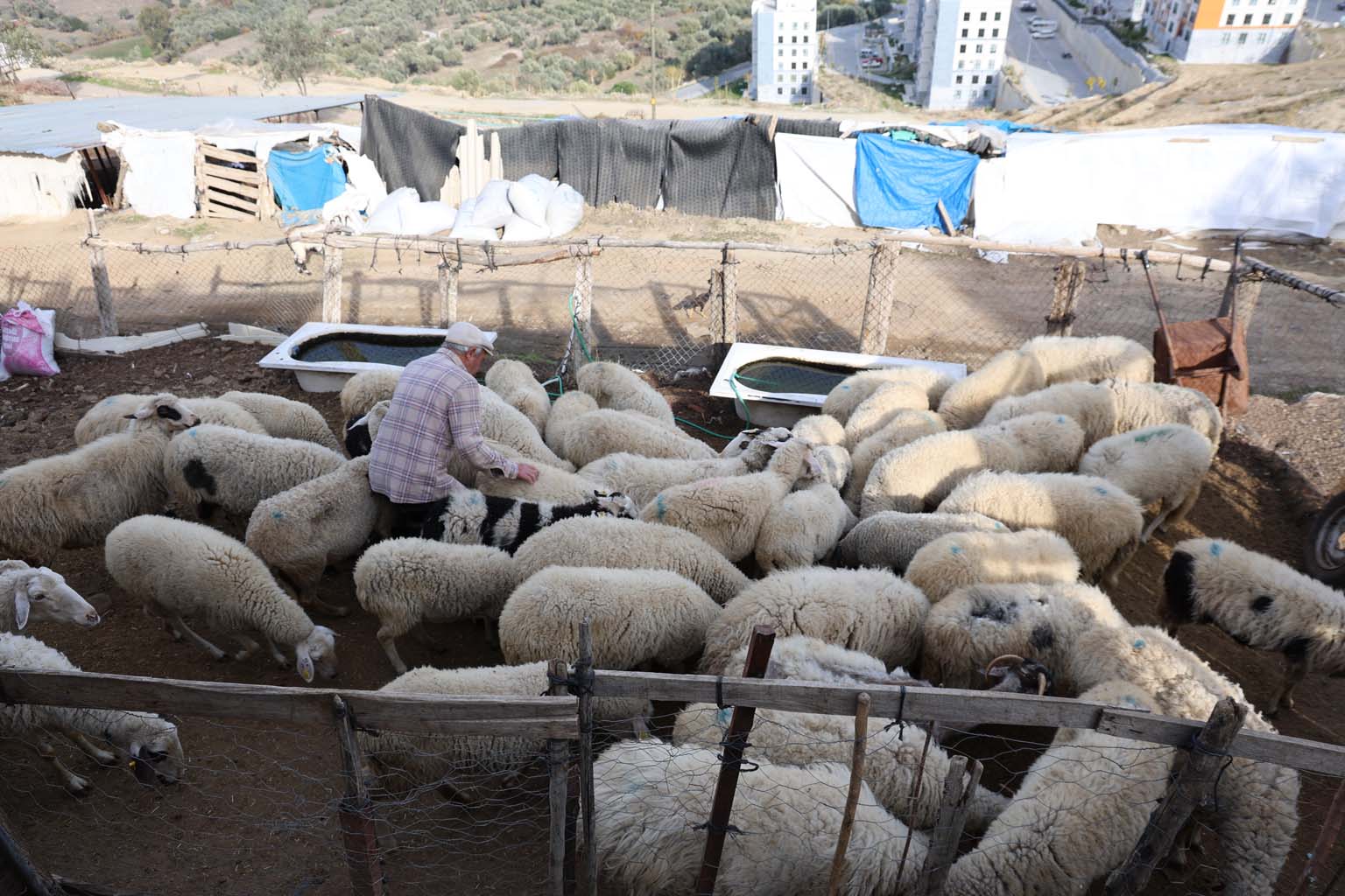 Aydın’da Meralar Boşaldı (6)