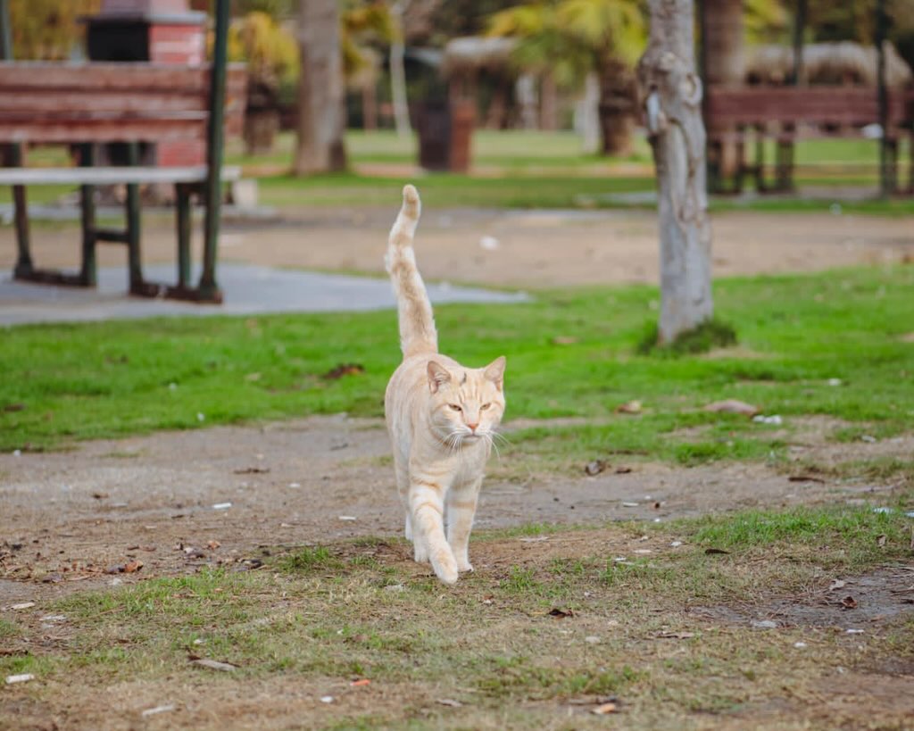 Aydın’da Mükemmel Mesire Alanı.. Şehir Merkezine Sadece 10 Dakika Mesafede (4)