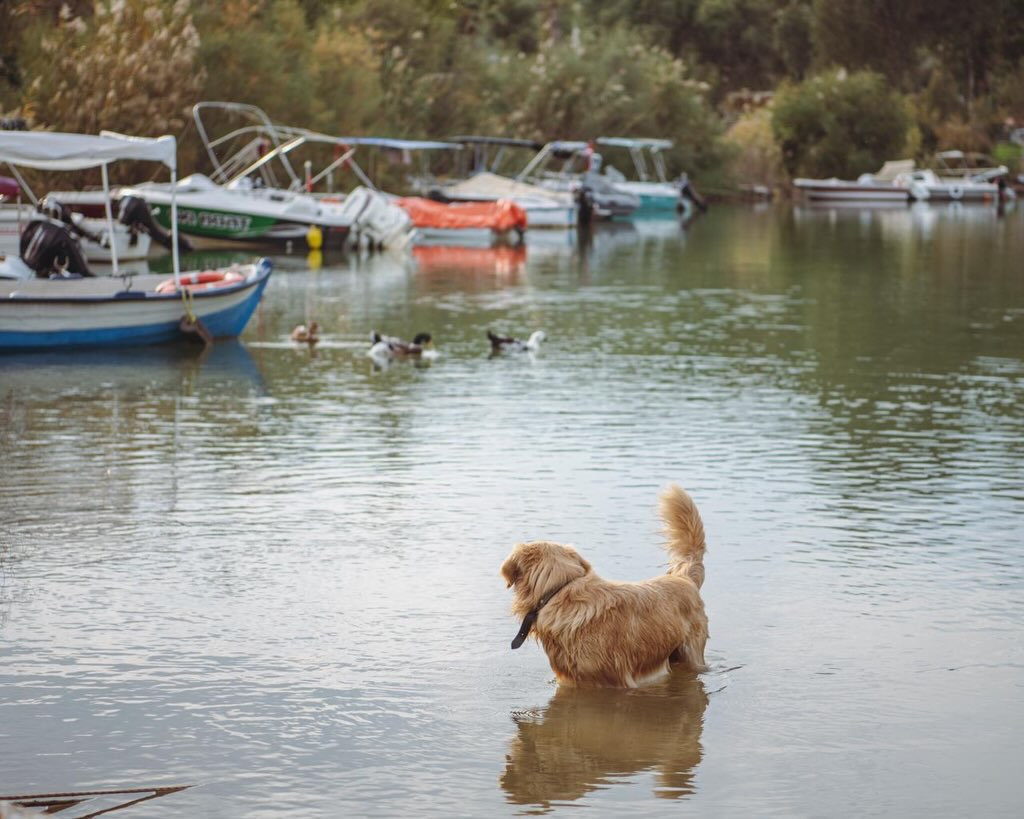 Aydın’da Mükemmel Mesire Alanı.. Şehir Merkezine Sadece 10 Dakika Mesafede (7)