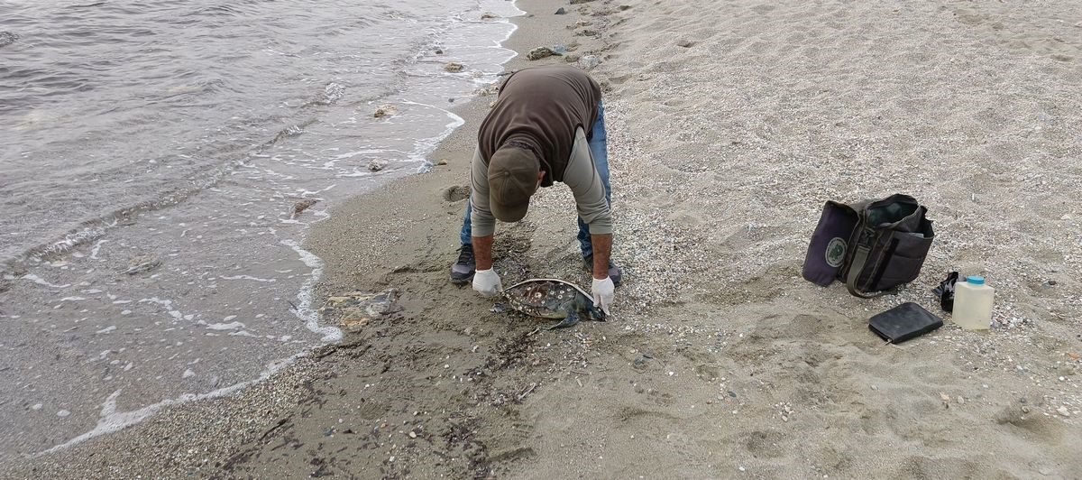 Aydın’da Neler Oluyor Üçü De Ölü Olarak Bulundu (5)